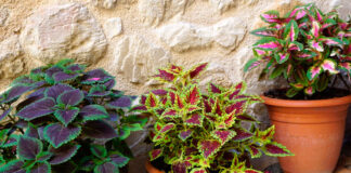 Plantas de Coleos