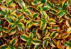 Plantas de Coprosma repens