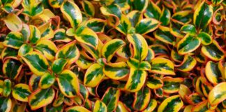 Plantas de Coprosma repens