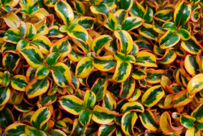 Plantas de Coprosma repens