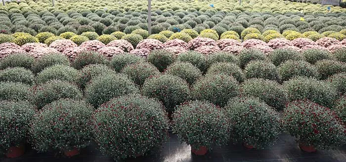 Plantas de crisantemo multiflora en cultivo Plantas de crisantemo multiflora en cultivo