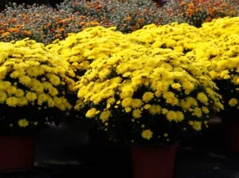 Plantas de crisantemo multiflora en maceta