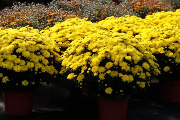 Plantas de crisantemo multiflora en maceta Plantas de crisantemo multiflora en maceta