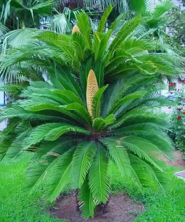 Las Cycas revoluta en el jardín