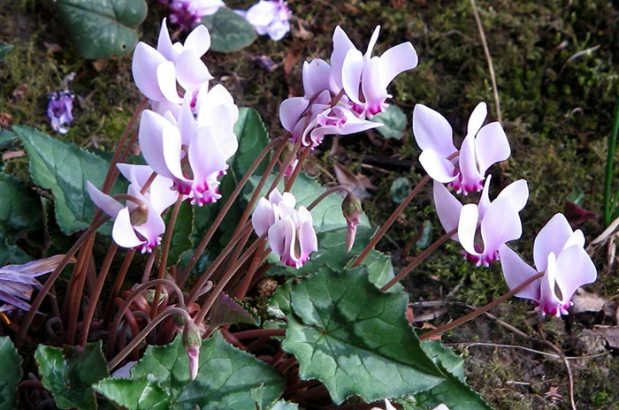 Plantas de Cyclamen hederifolium en floración