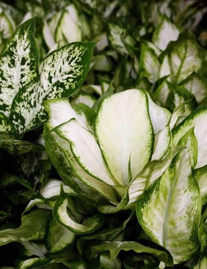plantas de dieffembachia