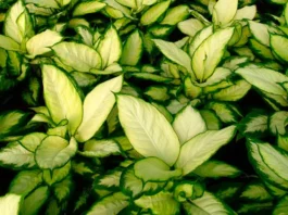 Dieffenbachia camila y la luminosidad de sus hojas Plantas de Dieffenbachia camila