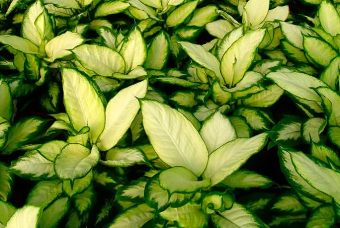 Plantas de Dieffenbachia camila