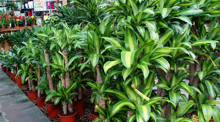 Plantas de Dracaena fragrans