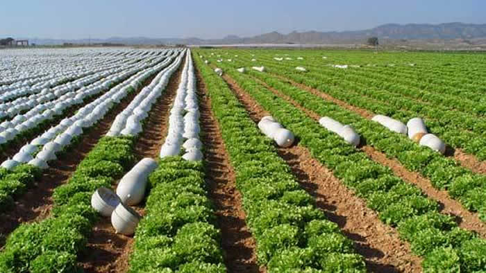 plantas de escarola