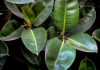 Plantas de ficus robusta