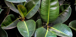 Plantas de ficus robusta