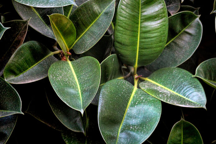 Plantas de ficus robusta