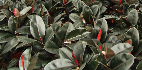 Plantas de Ficus robusta