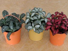 Fittonia verschaffeltii
