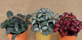 Fittonia verschaffeltii