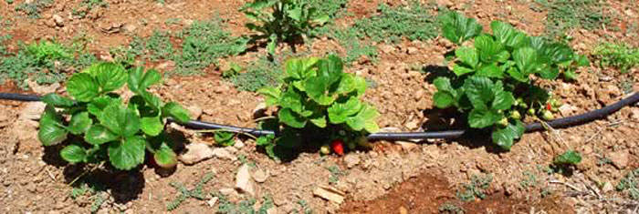 Plantas de fresas