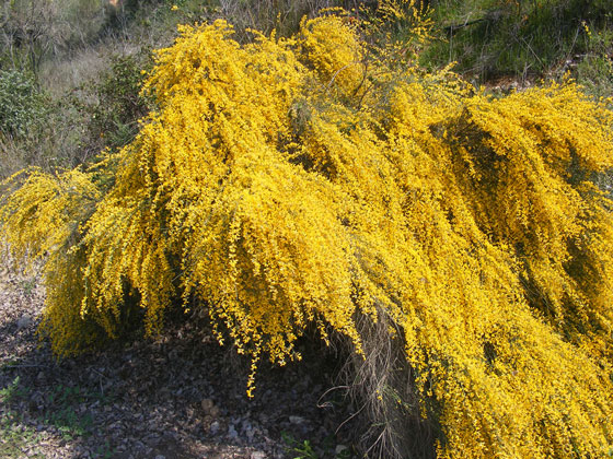 Plantas de Genista cinérea o Genista cinerascens
