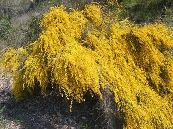 plantas de genista cinerea