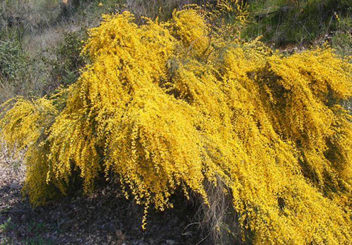 Plantas de genista cinerea