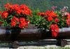 Plantas de geranio