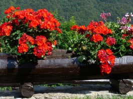 Plantas de geranio