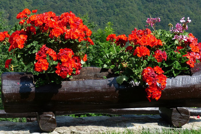 Plagas y enfermedades del geranio | Revista de Flores, Plantas, Jardinería,  Paisajismo y Medio ambiente