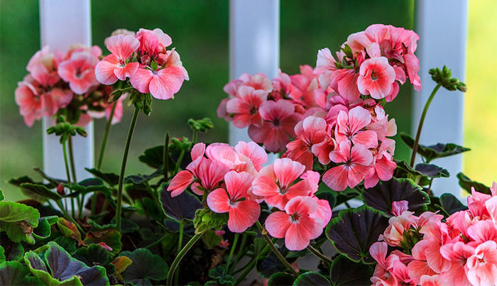 Plantas de geranio