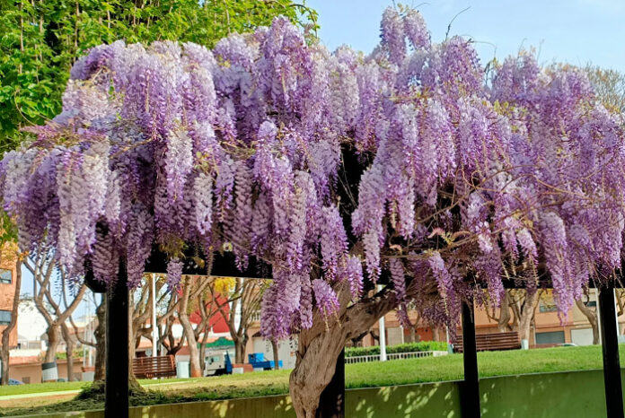 Plantas de Glicinia en el jardín