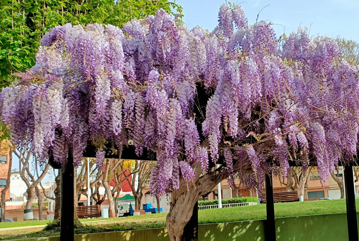 Glicinia, Wisteria | de Flores, Plantas, Paisajismo y Medio