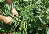 Plantas de haba