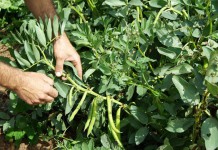 Plantas de haba