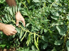 Plantas de haba