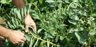 Plantas de haba
