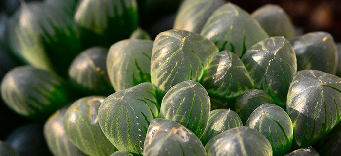 Plantas de Haworthia cooperi