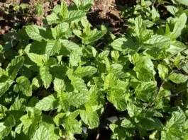 Plantas de hierbabuena en el huerto