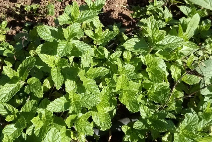Plantas de hierbabuena en el huerto