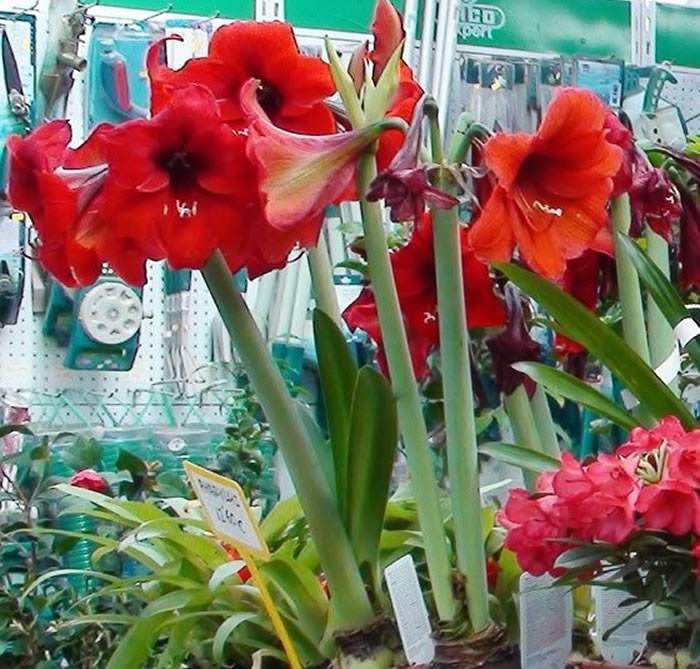 Plantas de Hippeastrum