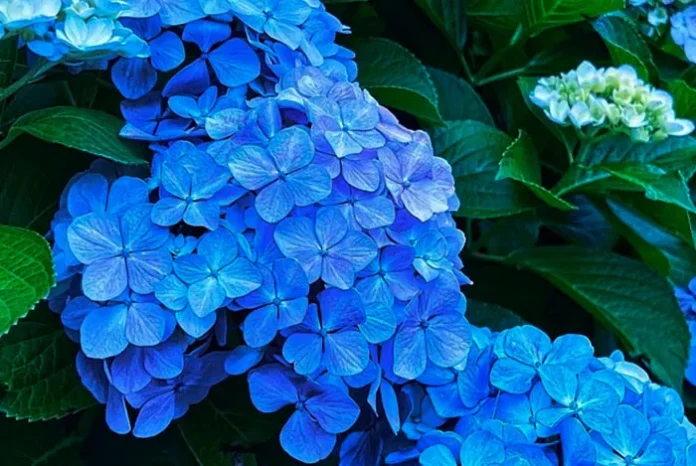 Plantas de hortensia de flores azules