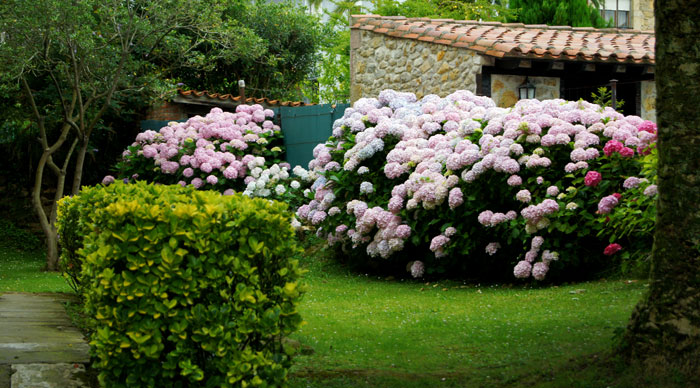 Los cuidados de la hortensia