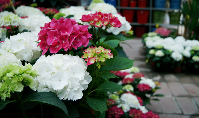 Plantas de hortensia