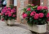 Plantas de hortensia en jardineras