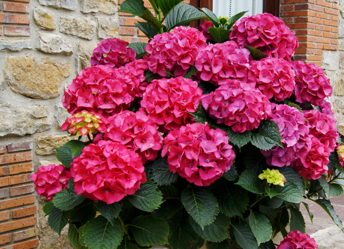 Plantas de hortensia