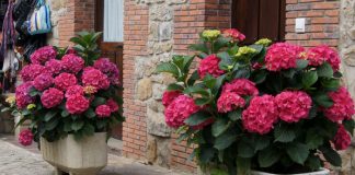 Plantas de hortensia en jardineras
