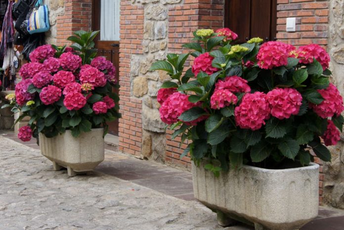 Plantas de hortensia en jardineras