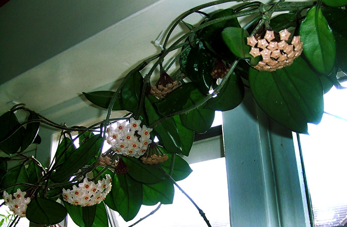 Plantas de Hoya carnosa