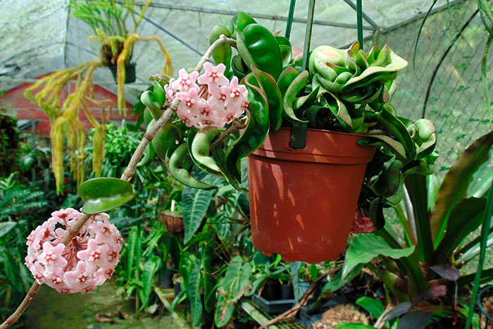 Hoya carnosa | Revista de Flores, Plantas, Jardinería, Paisajismo y Medio  ambiente