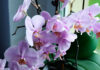 Plantas de interior con flores