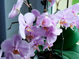 Plantas de interior con flores