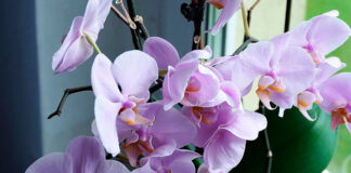 Plantas de interior con flores
